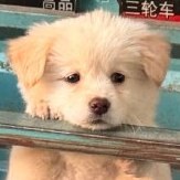 A low-resolution thumbnail of the puppy