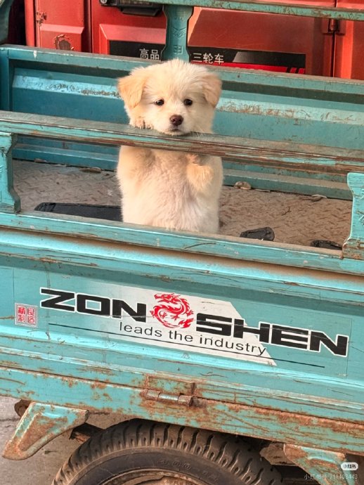 The original photo: a small cream-coloured mixed-breed puppy standing in a turquoise three-wheeled market vehicle